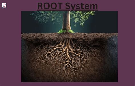 tsikot meaning|Root: Tsikot .